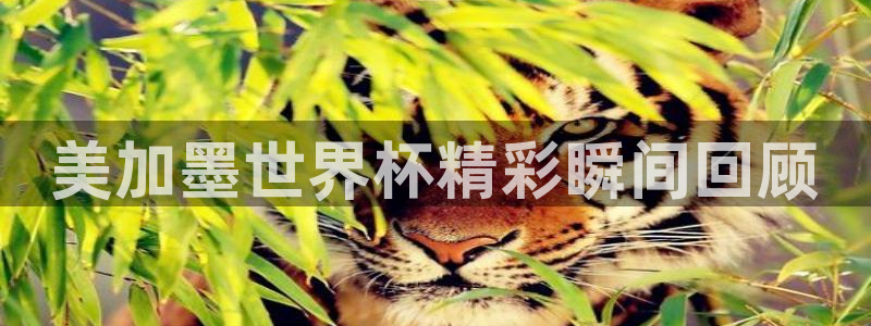 美加墨世界杯精彩瞬间回顾