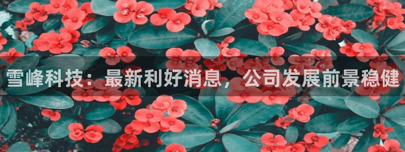 雪峰科技：最新利好消息，公司发展前景稳健